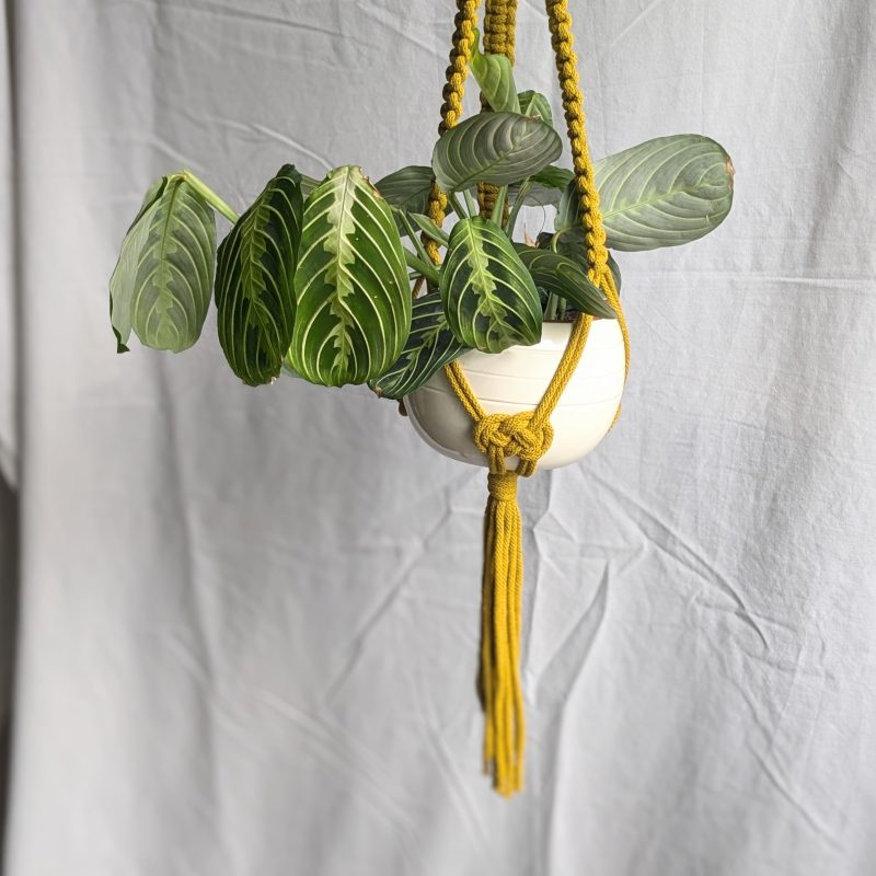 CharKnots
