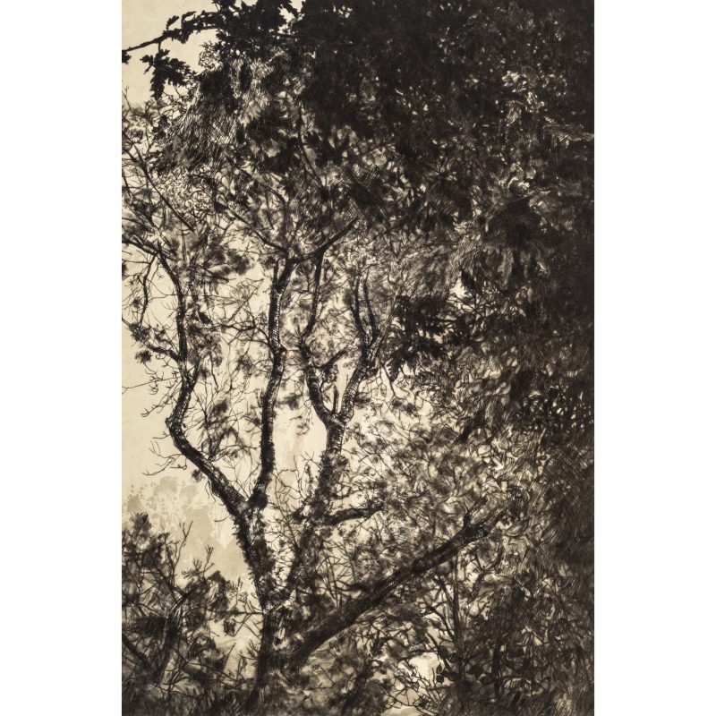 Fiona Hamilton